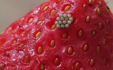 I Soaked My Berries in Salt Water and Saw These White Wiggling Things Come Out.