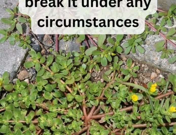 8 Reasons to Leave Purslane Weed Growing — The Backyard Superfood You’ve Been Pulling Up