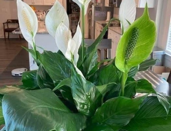 5. Keep It Warm (Avoid Cold Drafts)