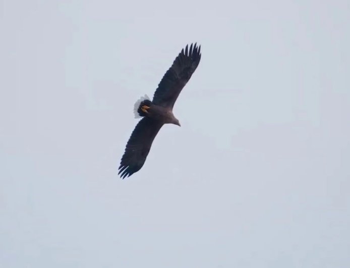 Unusual Eagle Sighting Reported Near Brownsville, Investigation Ongoing