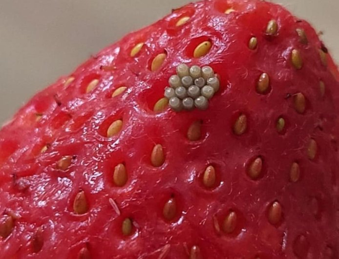 I Soaked My Berries in Salt Water and Saw These White Wiggling Things Come Out.