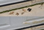 When this snake enters your house, it means you
