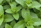 Pfefferminzsaft mit Zitrone: Vorteile, medizinische Anwendung und richtige Zubereitung