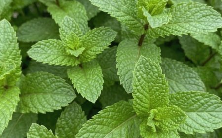 Pfefferminzsaft mit Zitrone: Vorteile, medizinische Anwendung und richtige Zubereitung