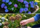 Hortensien schneiden: Wann und wie man eine üppige Blüte fördert